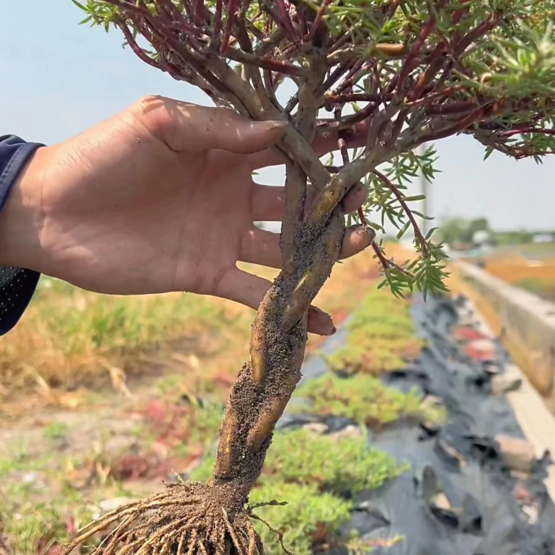 重瓣太阳花辫子桩做好造型