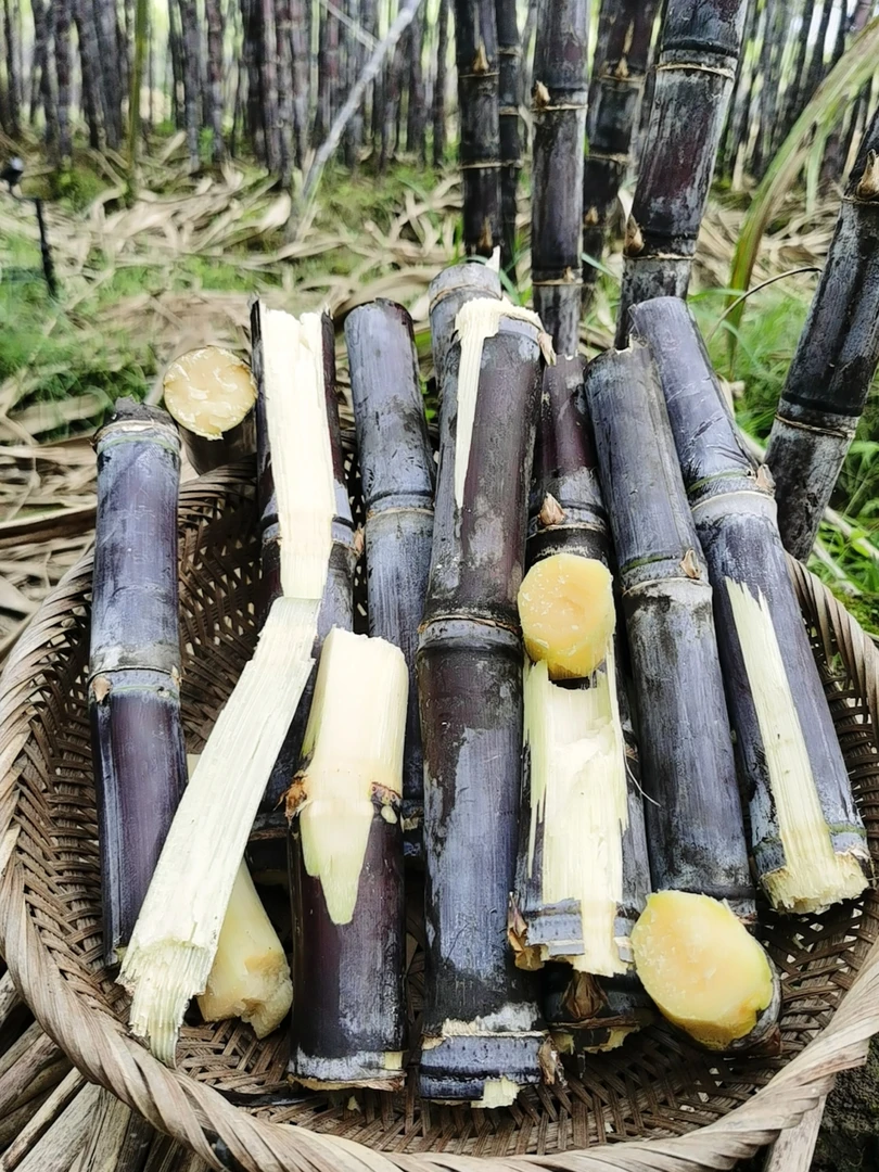 阳朔水果甘蔗新鲜不硬脆甜多汁广西水果甘蔗包甜净重5/9斤
