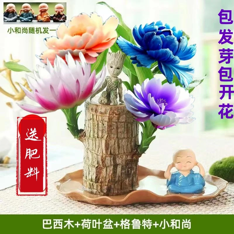 【稀有花色】清仓巴西木开花水养格鲁特木桌面赖人绿植盆栽客厅室内