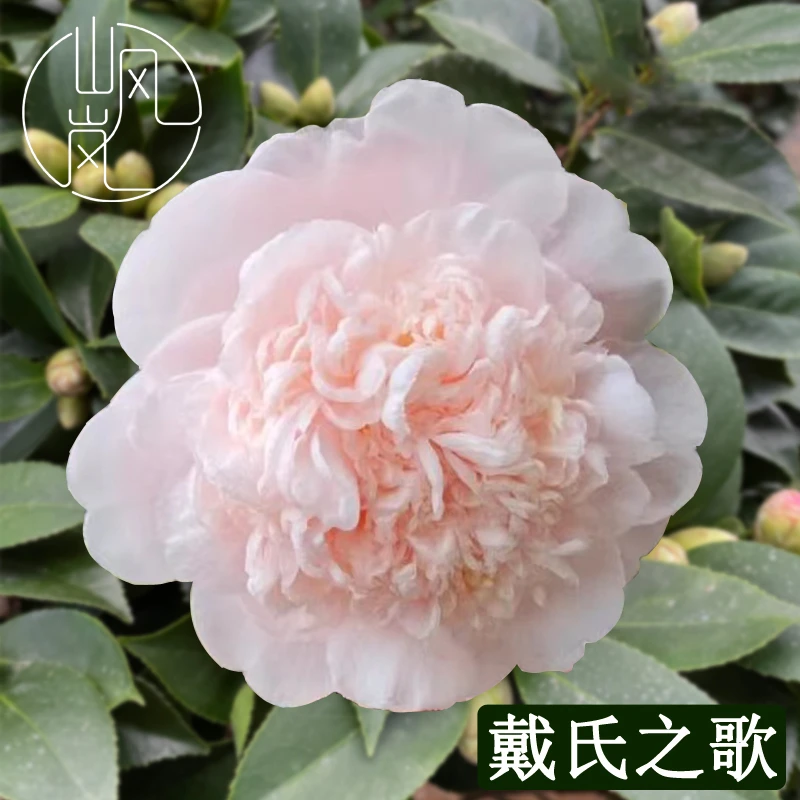 【戴氏之歌】正品山茶花树苗花卉盆栽名贵品种带花苞绿植好养活植物