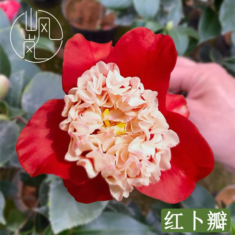 【红卜瓣】正品山茶花树苗花卉盆栽名贵品种带花苞绿植好养易活植物