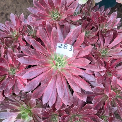 法师凤凰锦18-25