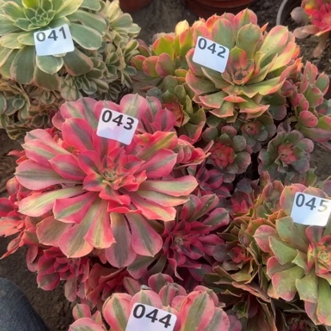 美****店法师5颗18-8