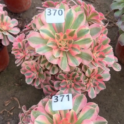 法师女巫18-25多肉