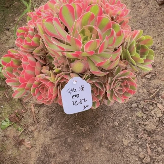 微***忆法师香妃花脸19-5