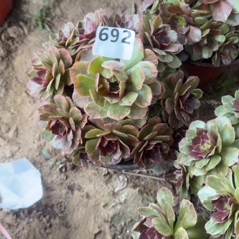 追****活法师红魔16-40