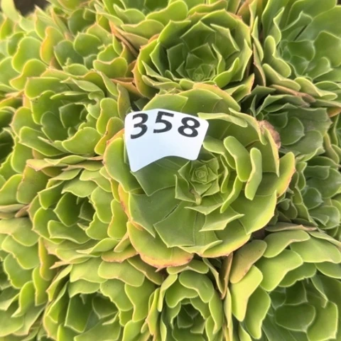 幸****样法师绿羊绒18-20多肉