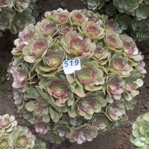 幸**临法师万包子18-27