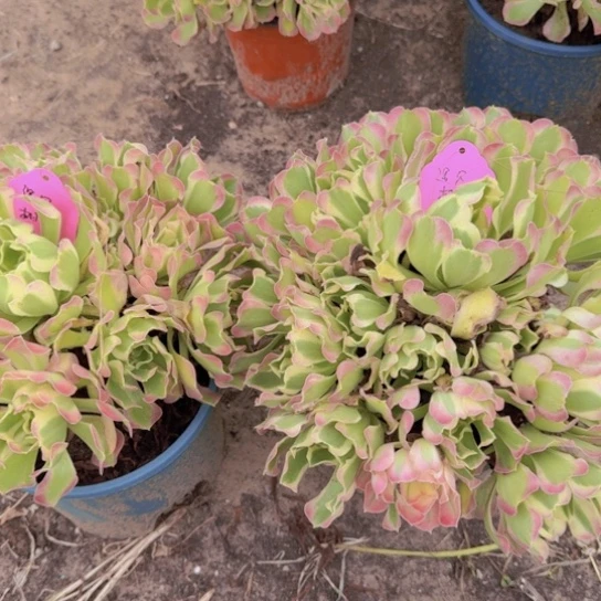 遇**识法师白凤2颗多肉