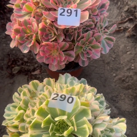 落*飞法师2颗18-39