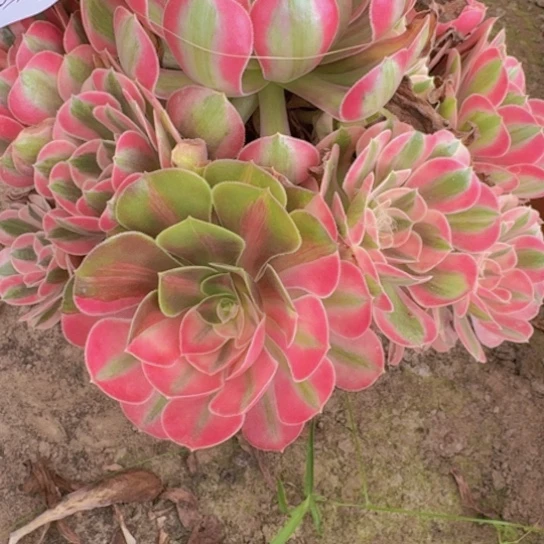 随***?法师香妃花脸19-5