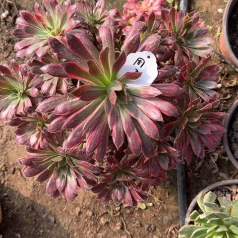 周法师孔雀锦19-1