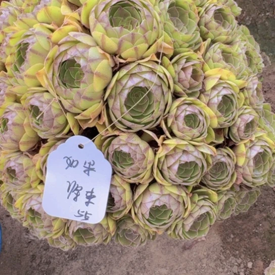 ?****来法师万拉丝19-4