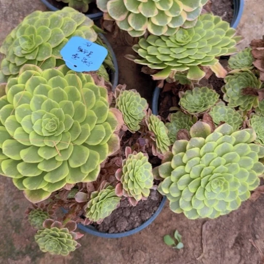 踏**梅法师嘉年华砍头