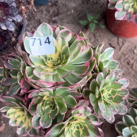 草**婆法师海王18-26