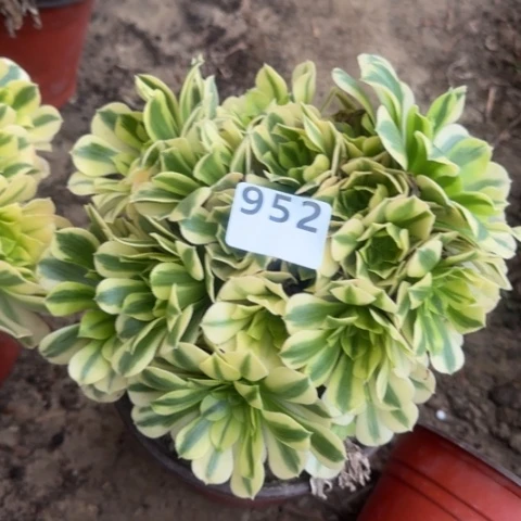 法师金丝16-15多肉