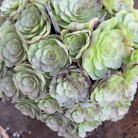 @****泪黑拉丝18-3