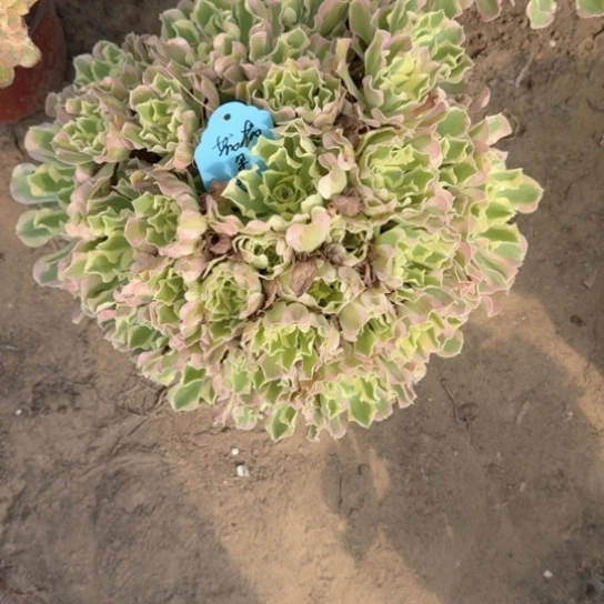 爱****儿法师白凤17-9