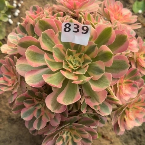 屁**猪法师女巫18-5