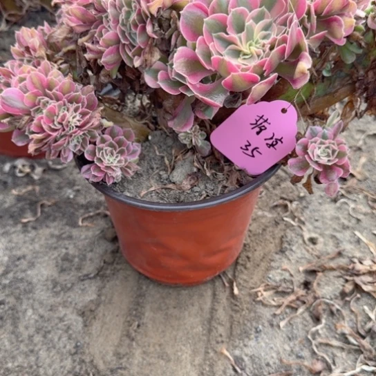 蒋*❤法师男神缀化17-40