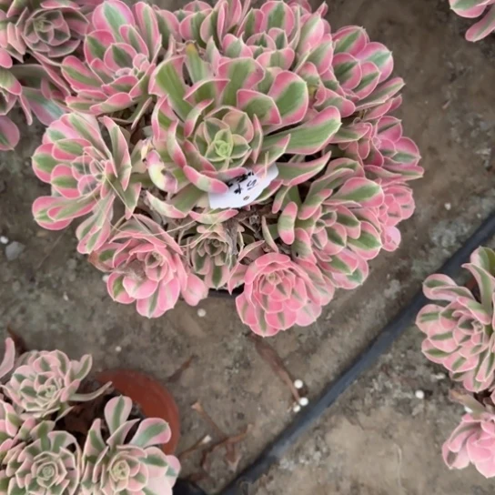 Y****意法师女巫19:-6