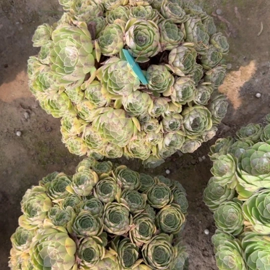 东**生法师万拉丝19-4