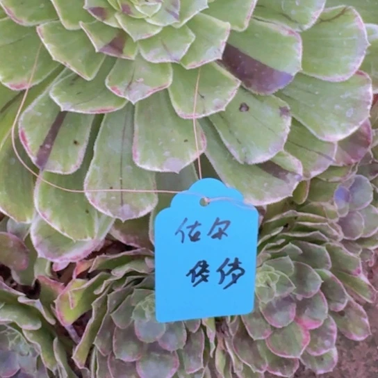 ?****佼法师绿体水墨画19-16多肉