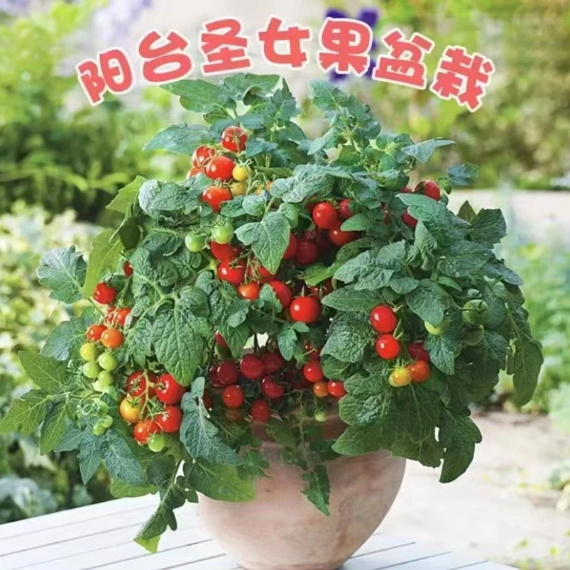 （一盆包邮）进口番茄盆栽带花带果西红柿苗水果花苗可食用