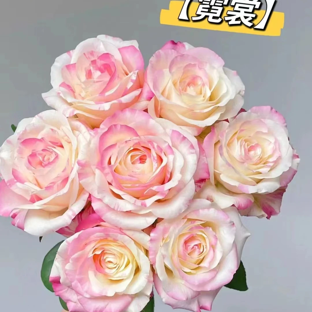 【A级方德荷冠霓裳玫瑰】鲜切花