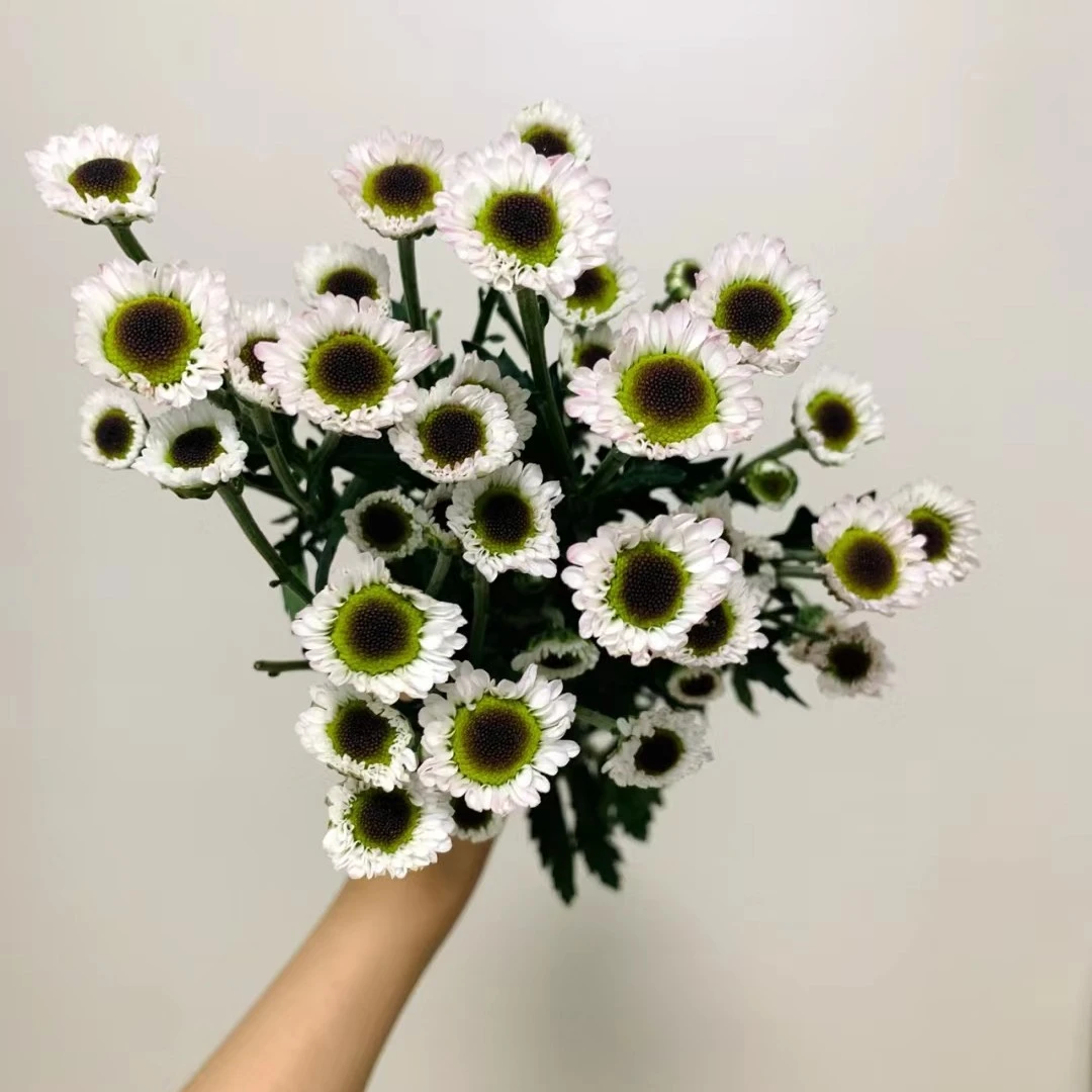 潘潘精选 熊猫眼小菊