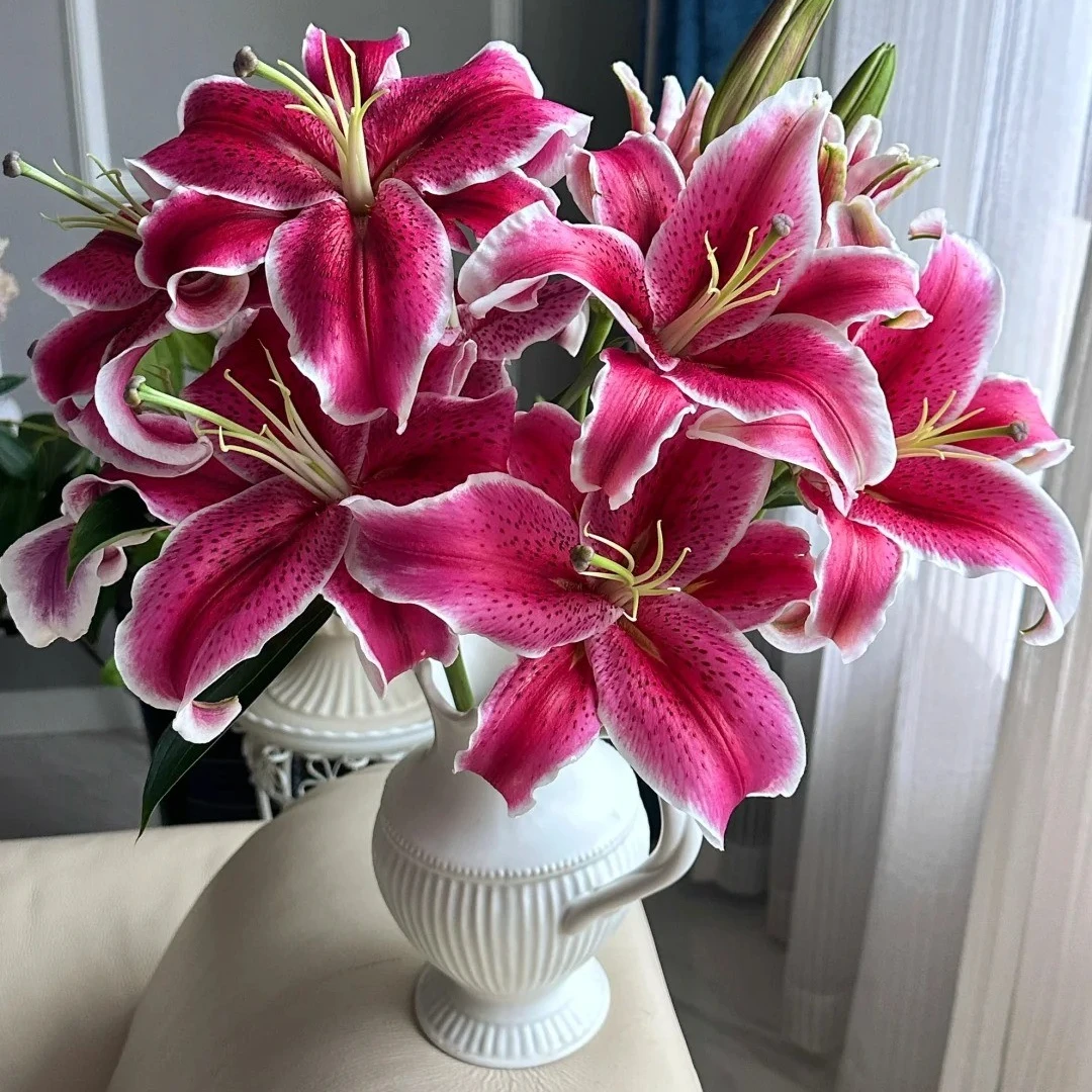 【A级黑美人 百合】水养云南昆明基地直发鲜花室内家庭插花