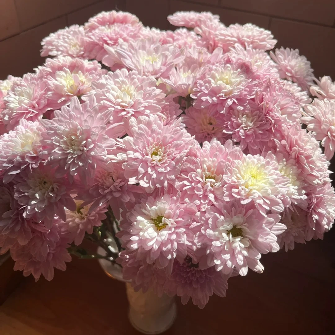 【A级香草沙拉小菊＋汉城粉小菊】鲜切花