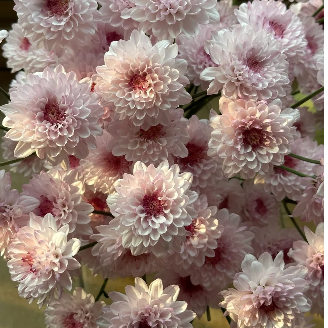 【稀有 丹心小菊】水养云南昆明基地直发鲜花室内家庭插花
