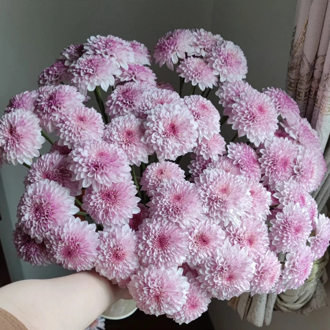 【A级粉丹特＋绿天赞小菊】鲜切花