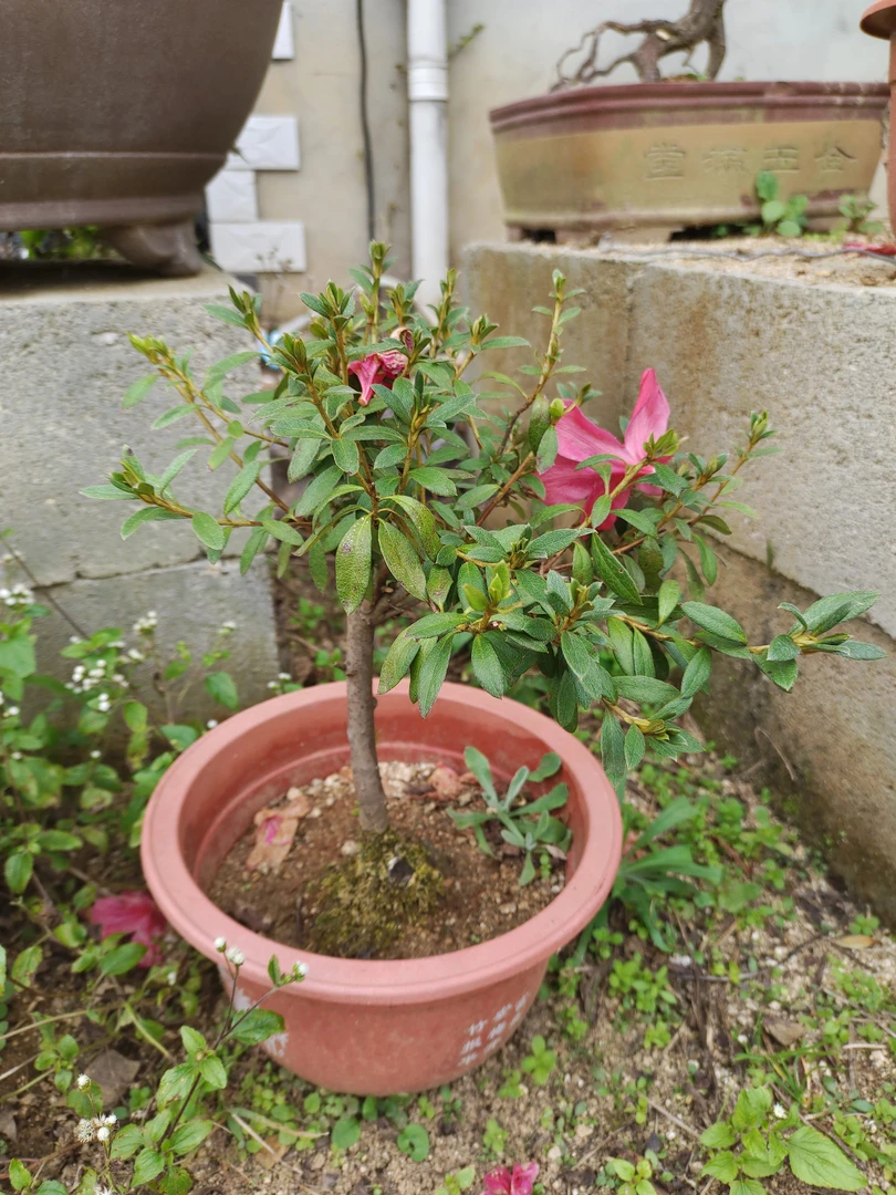大别山映山红先花后叶品种