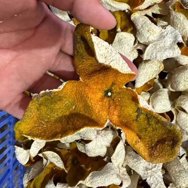 2024柑小凤原枝大红柑皮500克