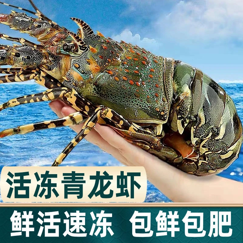 小青龙虾鲜活大青龙海捕大龙虾活冻新鲜青龙虾花龙澳洲活虾龙虾