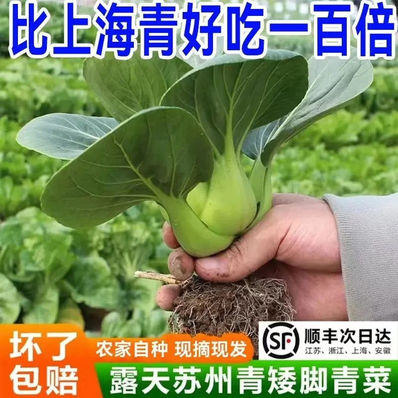 【顺丰包邮】苏州苏北速发鲜嫩矮脚苏州青软糯甜蔬菜小青菜南方