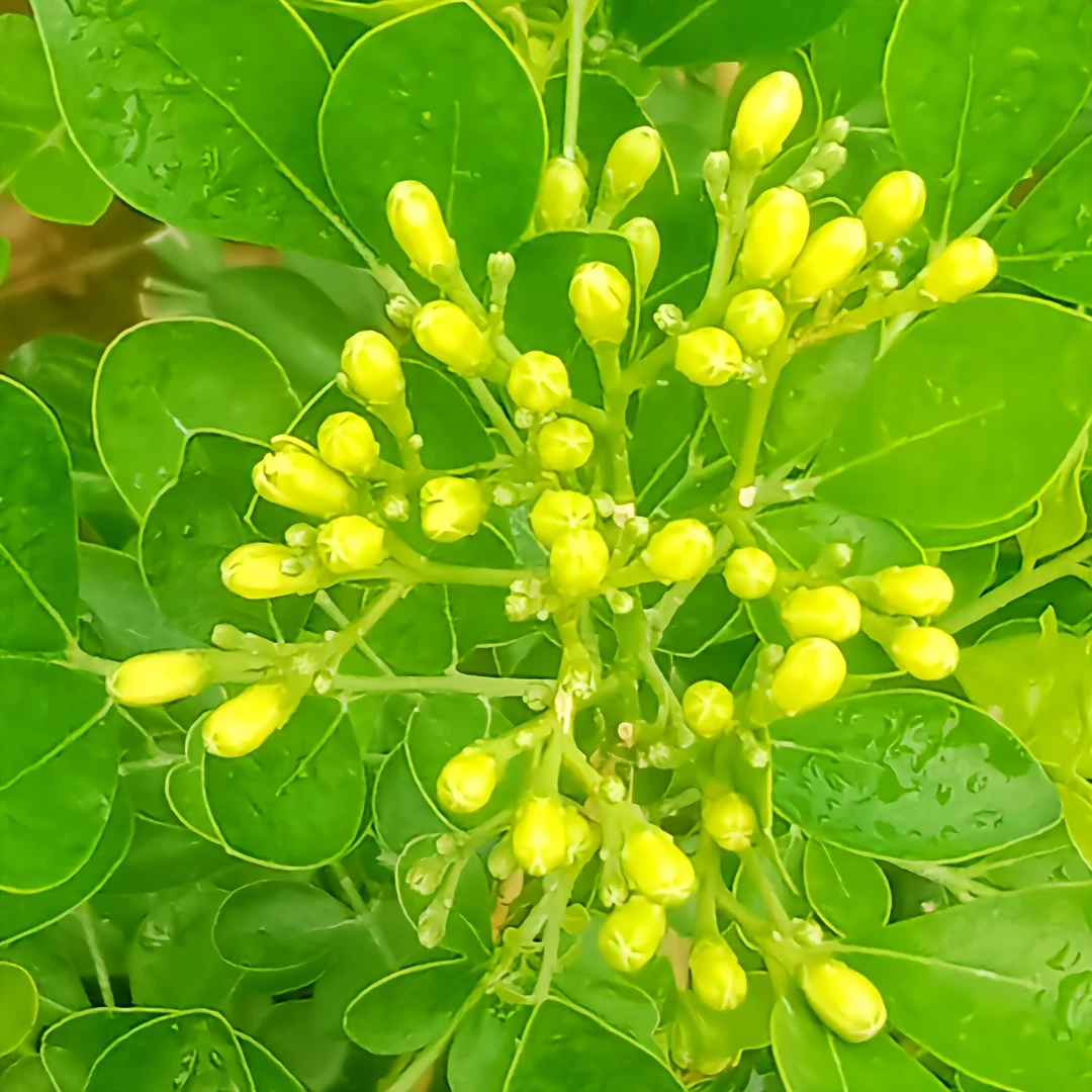 九里香盆栽植物带花苞老桩特香超香浓香型室内外四季常青好养绿植