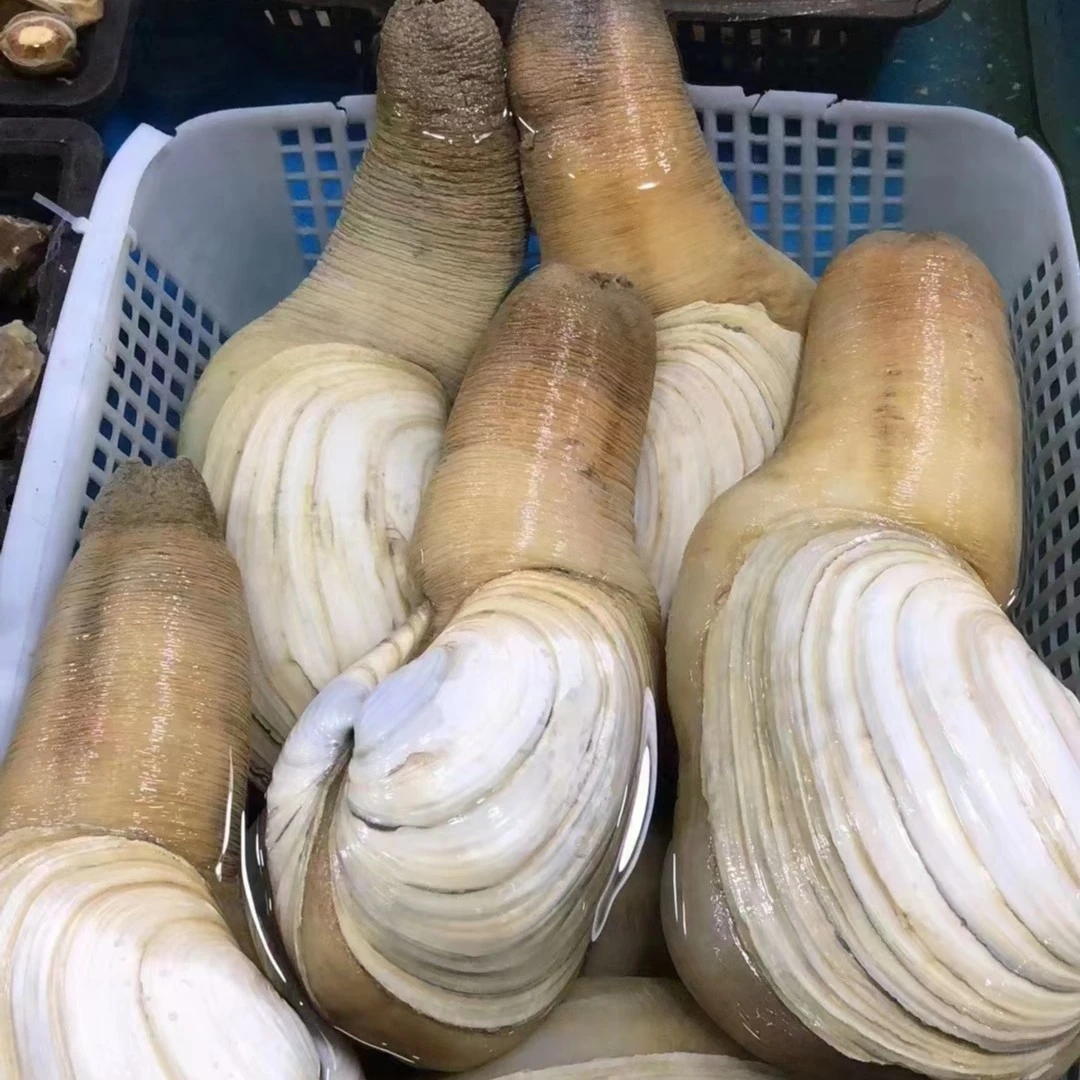 象拔蚌 可刺身 默认鲜活发货需要收拾请备注 2.2—2.5斤1只