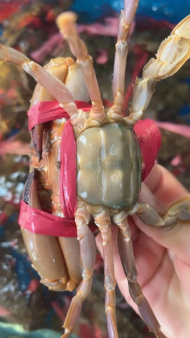 海捕鲜活花盖蟹三斤装公母混装蟹同城配送海鲜