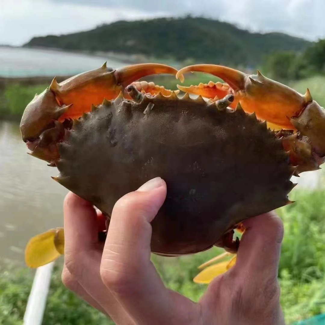 黄油蟹 极品青蟹 膏油黄油蟹 头手黄油蟹