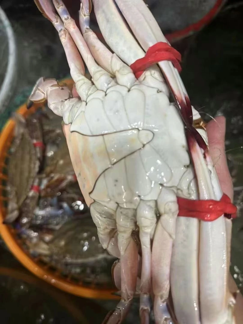 山东莱州湾特大梭子蟹 单只八九两 到家包活