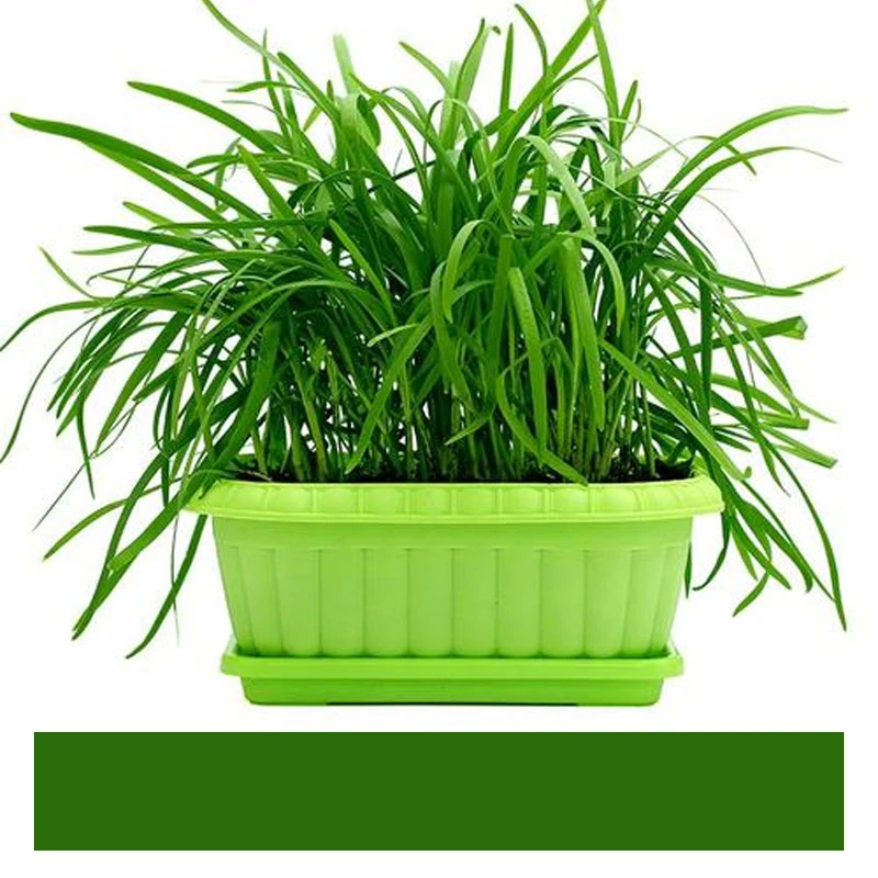 韭菜根苗紫根红根带土大叶宽叶本地农家香韭菜阳台盆栽韭菜根