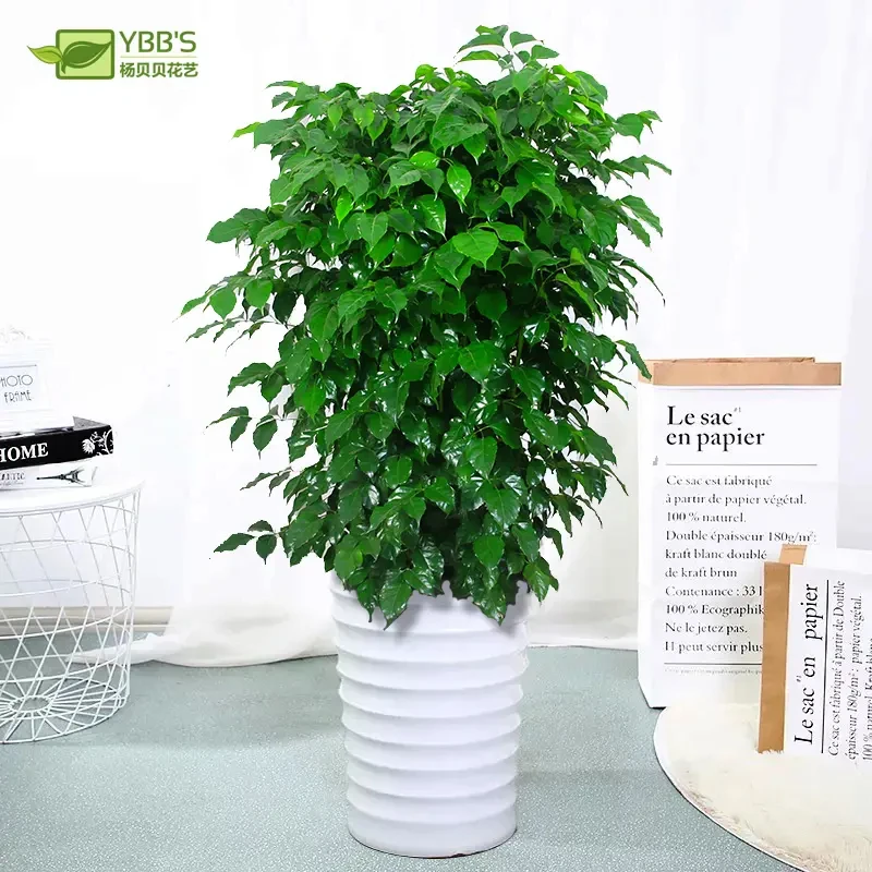 大型绿植绿宝丛生独杆幸福树平安树客厅办公室盆栽观叶盆景菜豆树