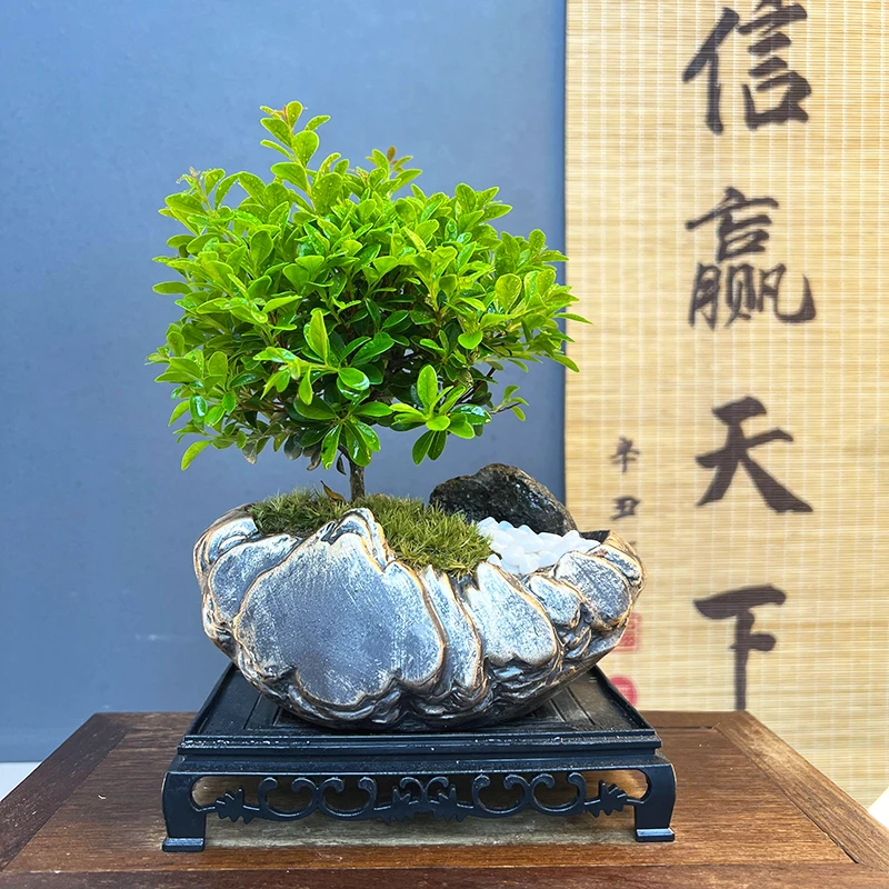 【加团送盆送底座】小叶赤楠【优选】带盆室内盆栽盆景花卉绿植退换