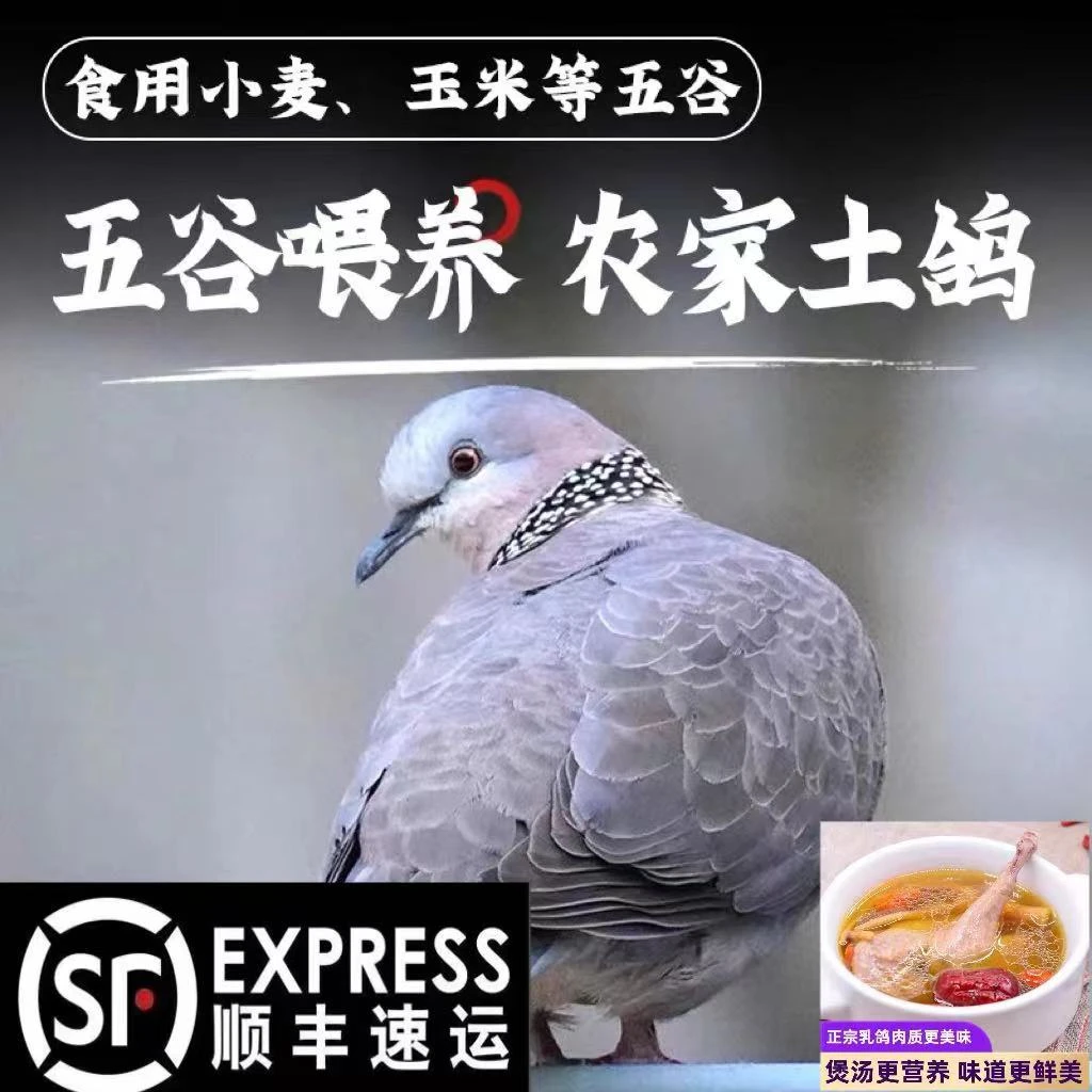 【顺丰包邮】五谷杂粮农家新鲜现杀乳鸽散养鸽王鸽子肉炖煲汤孕妇