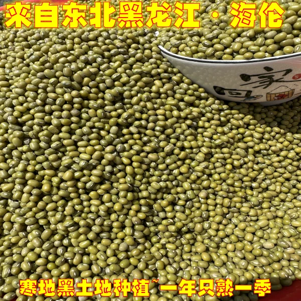 2024东北绿豆新鲜农家绿豆糕绿豆汤绿豆芽绿豆粥绿豆沙黑土地种植