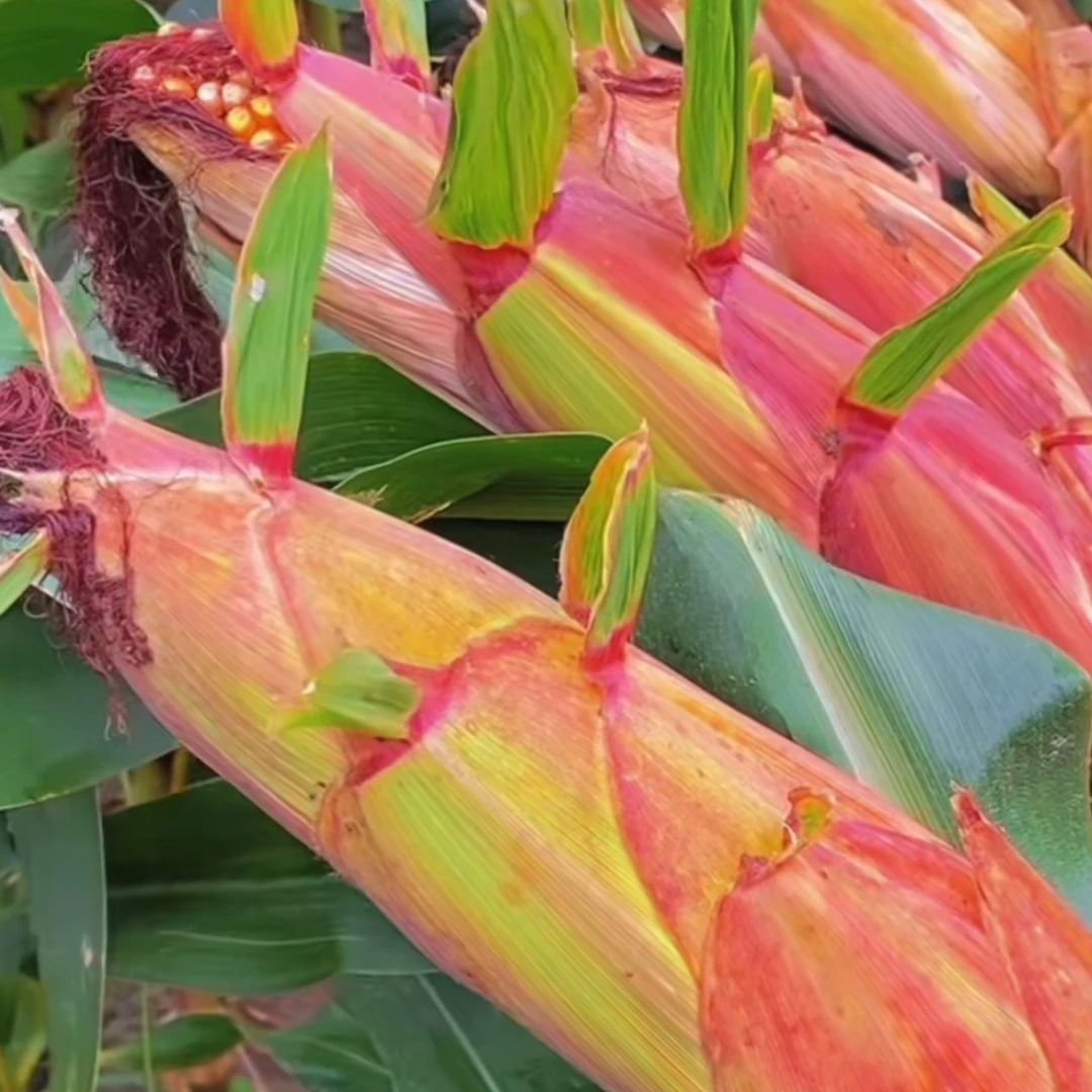 双国审百玉393：一袋装6000粒（5袋送一袋，10袋送2袋）