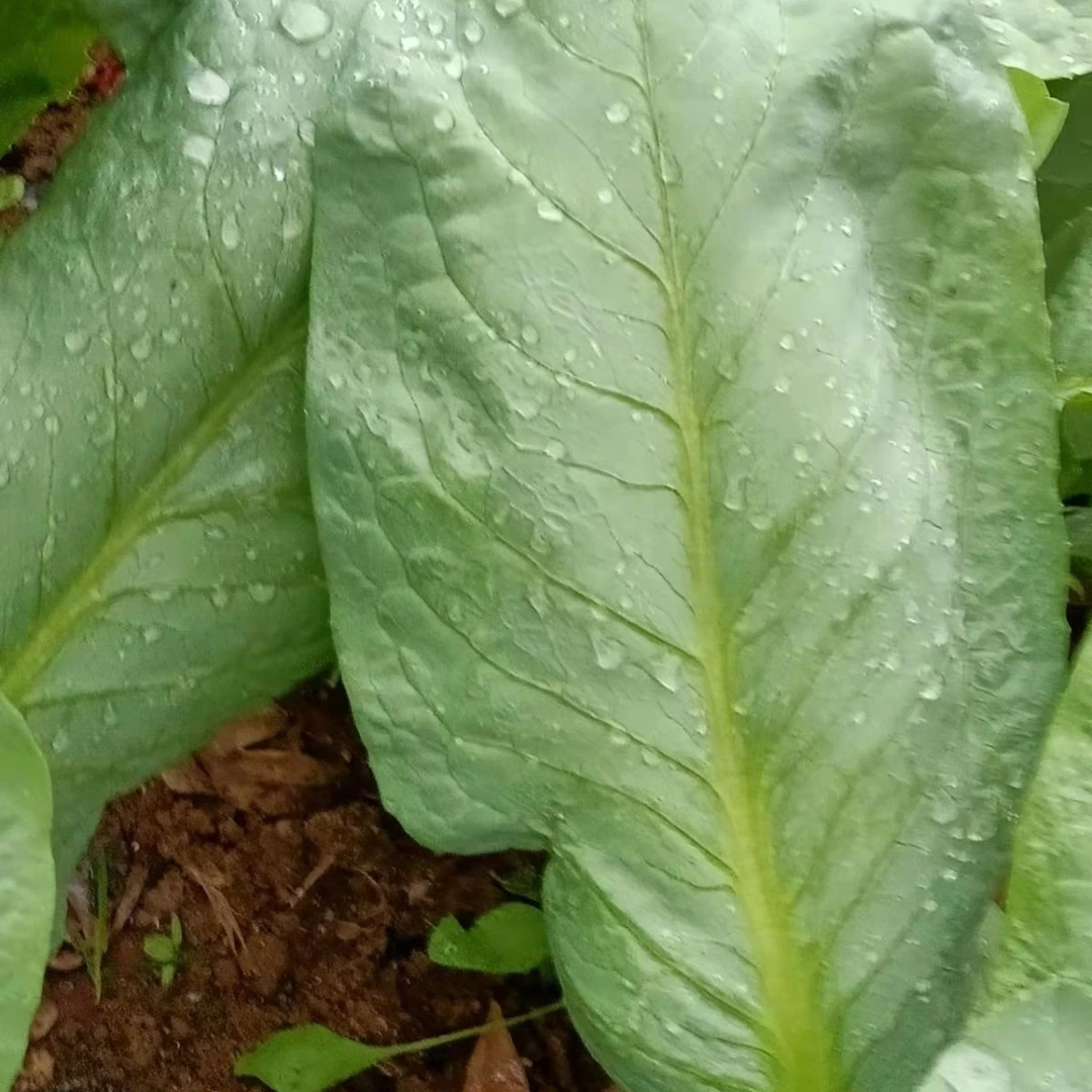 广东高州甜麦菜苗四季蔬菜带头带泥发货软囗麦菜急速发货绿色蔬菜
